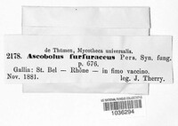 Ascobolus furfuraceus image